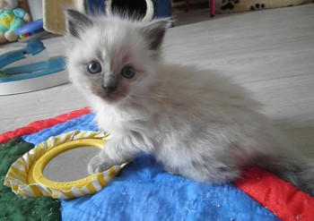 mâle blue colourpoint 1 - 5 semaines - Chatterie Ragdolls du Val de Beauvoir